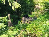 bear stump.jpg
