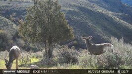 Spring-Bucks-Ambush-Hunting-2048x1158.jpeg