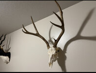 IMG_9436.jpeg