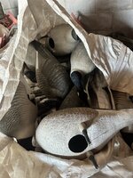 IMG_0177.jpeg