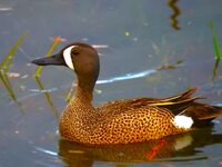 drake_bluewing.JPG