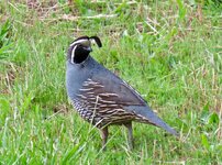 IMG_0723.jpeg