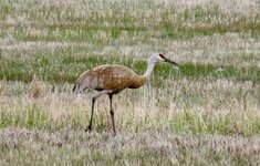 IMG_0671.jpeg