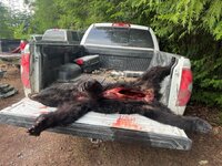 Bear 3.jpg