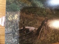 IMG_0596.jpeg