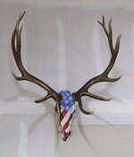 7C2A0648 Elk skull offside lefta.jpg