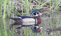 wood_duck.JPG