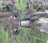 wood_duck3.JPG