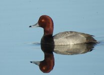 drake_redhead3.JPG