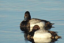 Scaup883.JPG