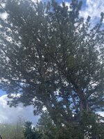 IMG_0710.jpeg IMG_0710.jpeg