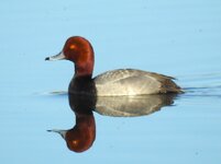 drake_redhead4.JPG