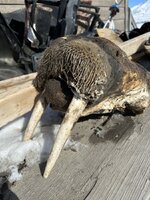 IMG_5412.jpeg