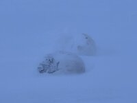 IMG_5248.jpeg