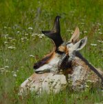 antelope_sideprofile.JPG