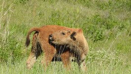 calf236.JPG