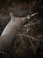 IMG_1235.jpeg