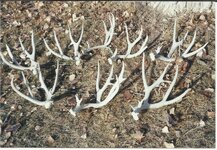 Idaho buck.jpg