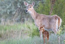 Fawn.jpg