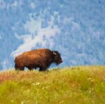 BisonMtns.jpg