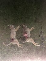 IMG_3609.jpeg