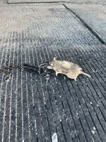 IMG_1254.jpeg