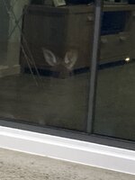 IMG_3663.jpeg