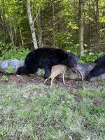 IMG_3452.jpeg