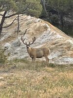 IMG_1588.jpeg
