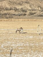 IMG_2707.jpeg