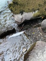 IMG_0418.jpeg