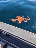 20240614_120855Octopuspic.jpg