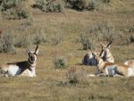 IMG_0931.jpg