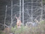 DEER 8 010.jpg