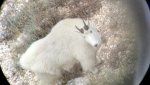 MtnGoat.jpg