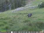 wolf.jpg