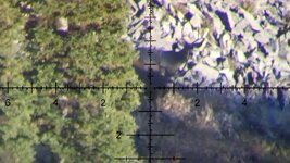 muledeer ret_2.1.1.jpg muledeer ret_2.1.1.jpg