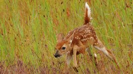 fawn_17June.jpg