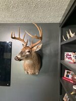 big buck.jpg