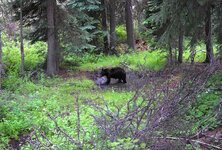 bearwallow.1.jpg