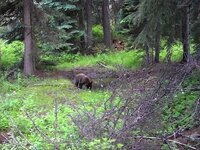 bearwallow.2.jpg