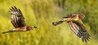 Harrier_Stitched.jpg