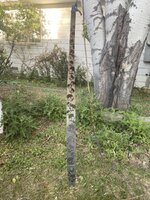 IMG_1487.jpeg