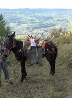 IMG_2661.jpeg