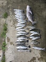 69581.jpeg 69581.jpeg