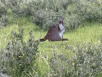 wallaby.jpeg
