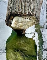 IMG_0033.jpeg
