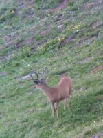 IMG_20240706_064719.jpg