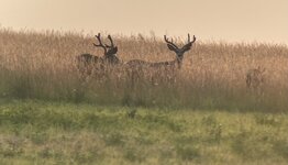 IMG_8013.jpeg