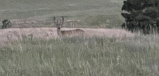 IMG_7974.jpeg